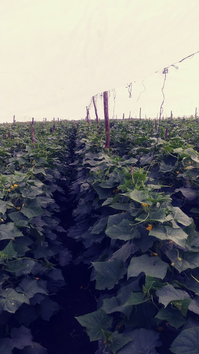 Mathis Farms photo 3