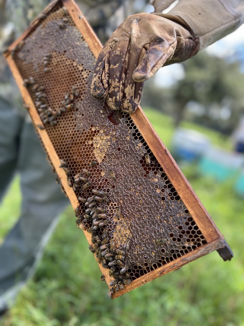 Jumper Creek Ranch Honey photo 2