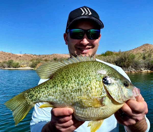 Photo of HavasuNetEm - Lake Havasu's most experienced fishing guide