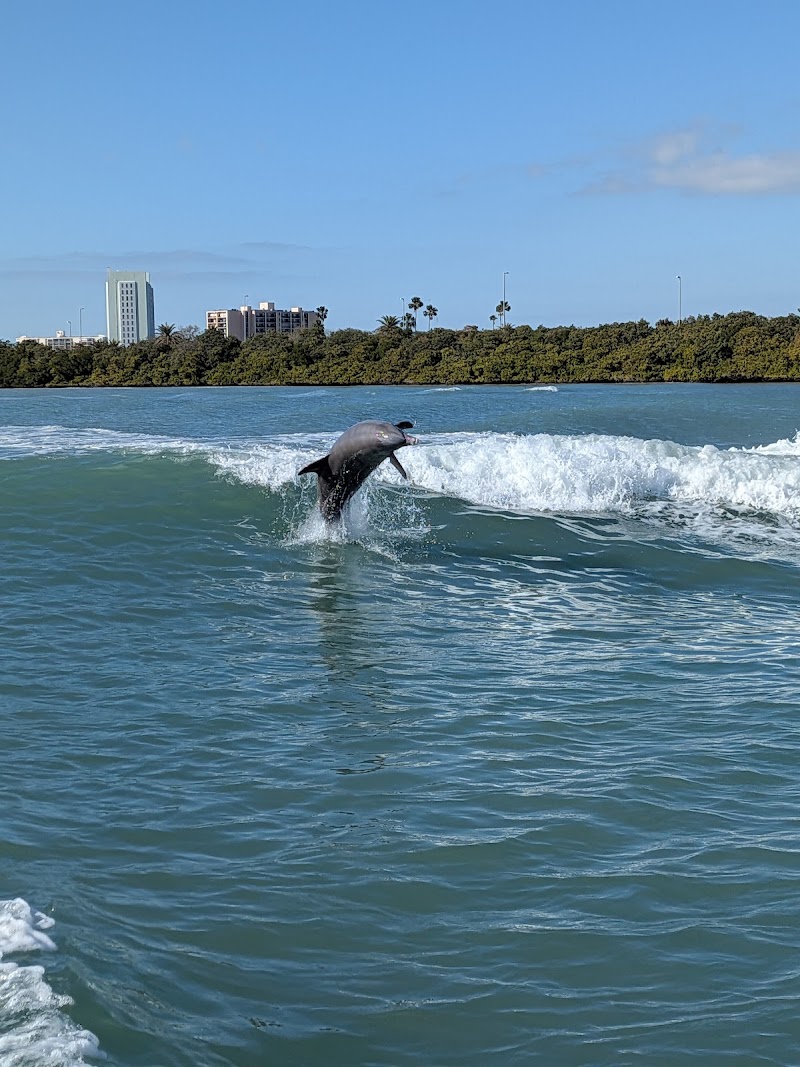 Flippers Fun Boat Clearwater - #1 Dolphin Tour photo 3
