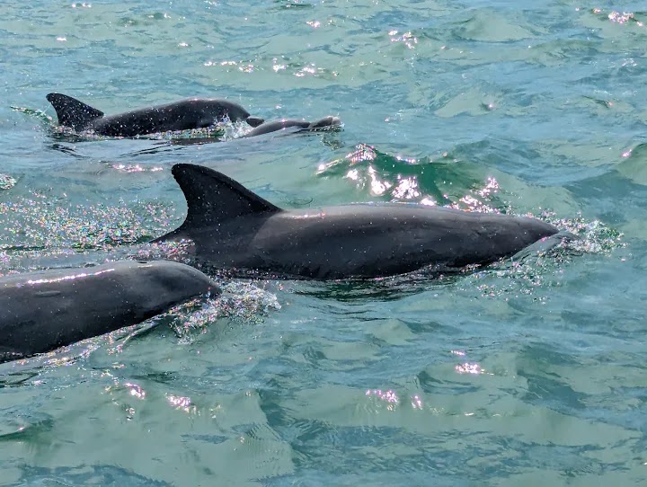 Flippers Fun Boat Clearwater - #1 Dolphin Tour photo 4