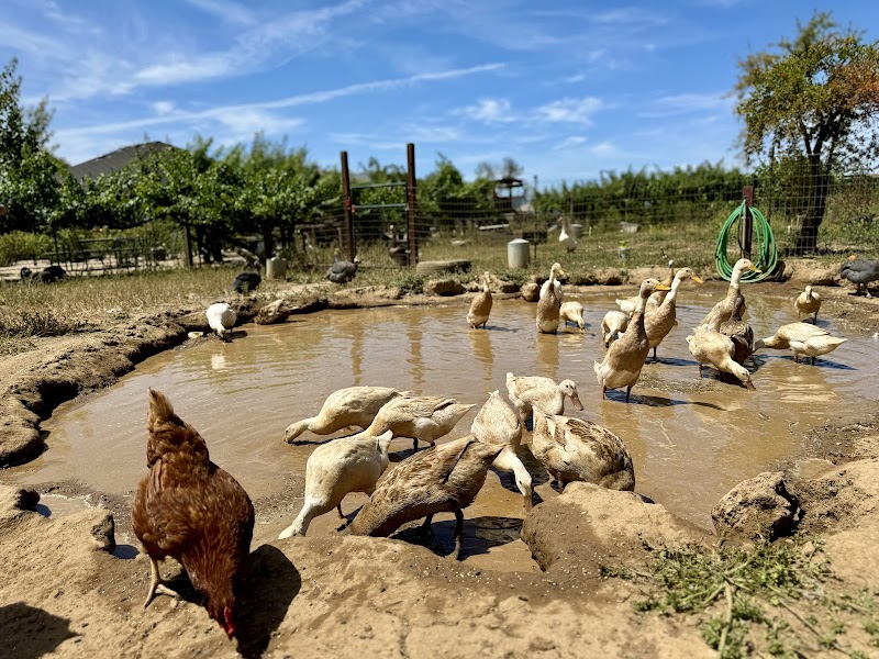 Back to Eden Ranch photo 4