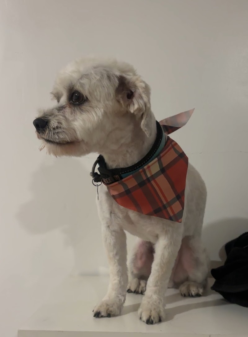 Dawg House Pet Grooming photo 5