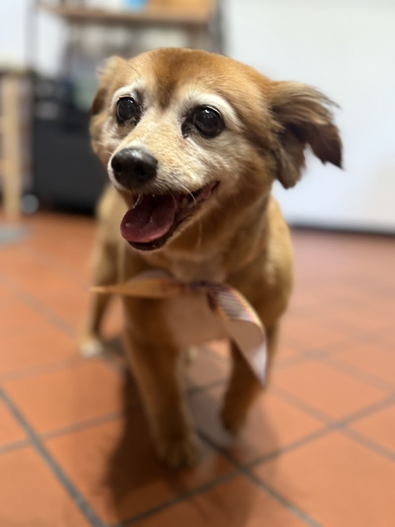 Dawg House Pet Grooming photo 3