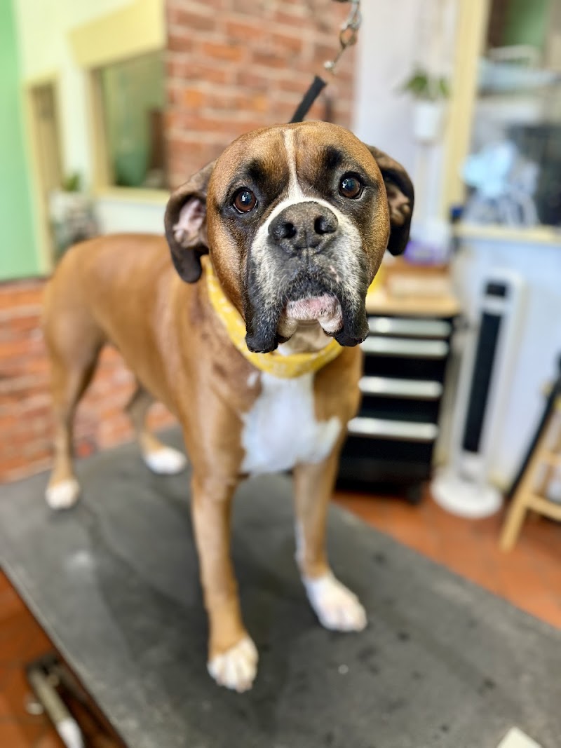 Dawg House Pet Grooming photo 2