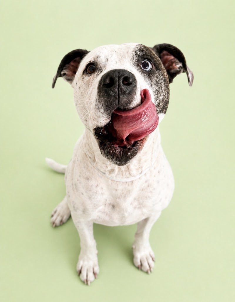 Pete and Mac’s Pet Resort photo 5