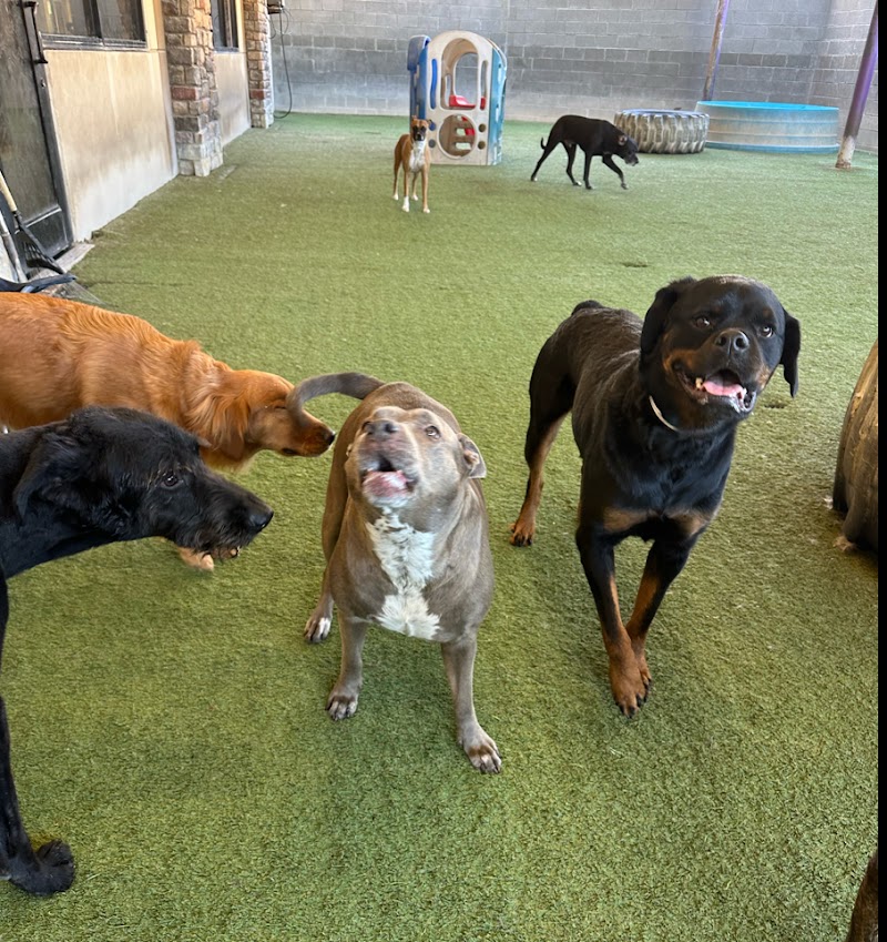 Pete and Mac’s Pet Resort photo 2