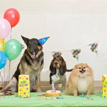 Pete and Mac’s Pet Resort photo 4
