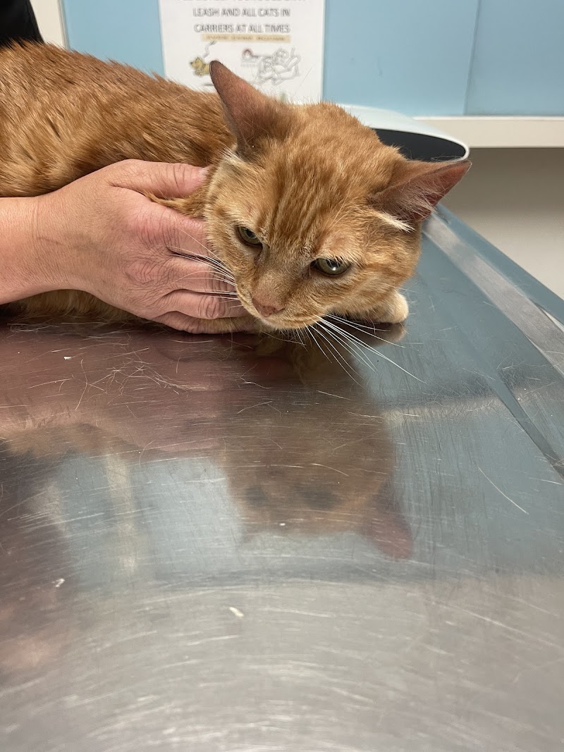 Alta Vista Veterinary Clinic photo 2