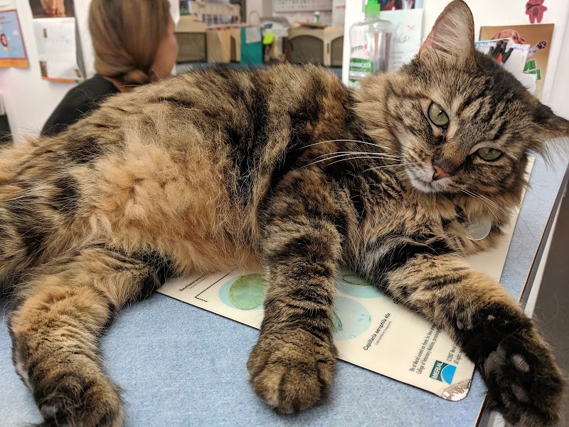 Alta Vista Veterinary Clinic photo 5