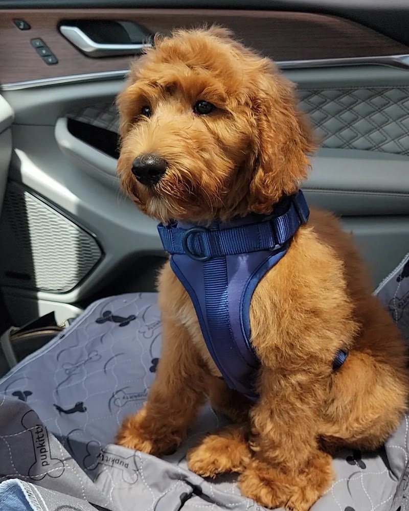 Adogable Pet Services photo 5