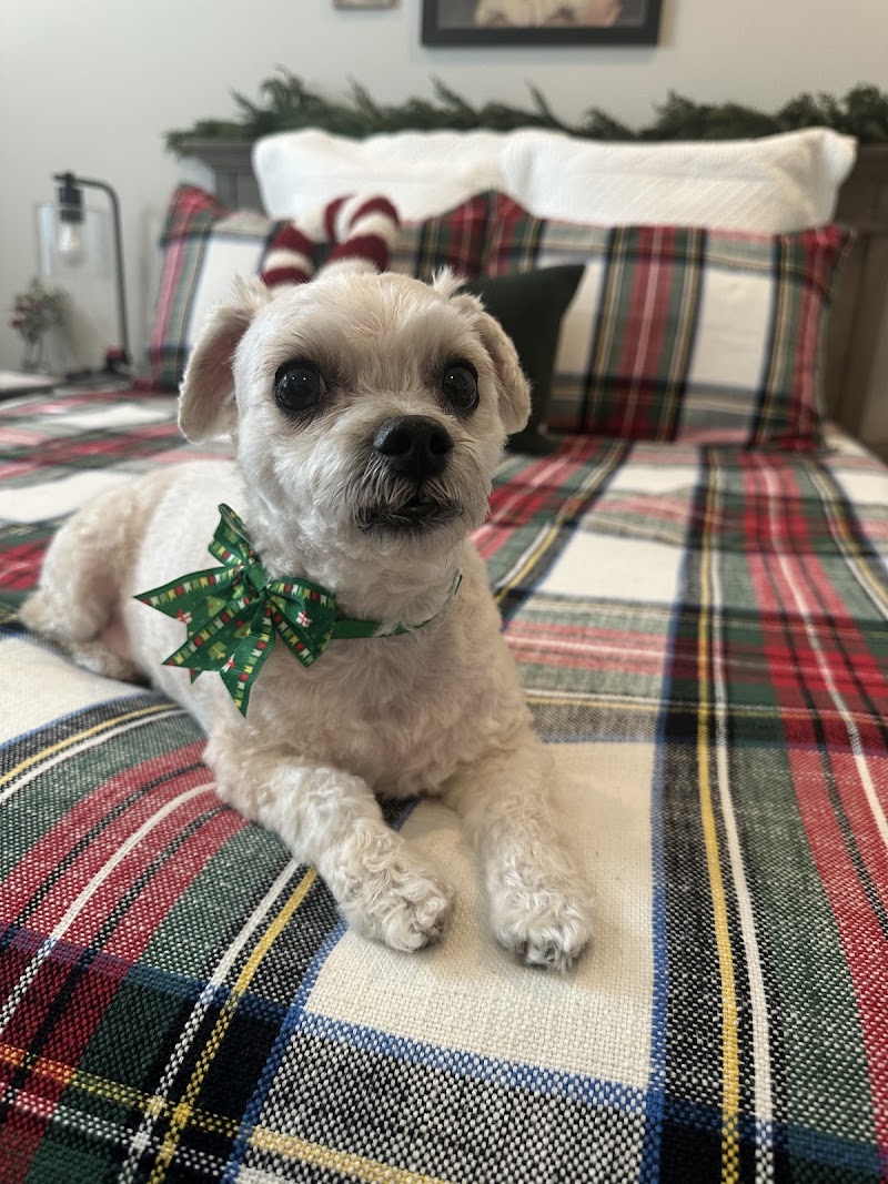 Photo of Adogable Pet Services