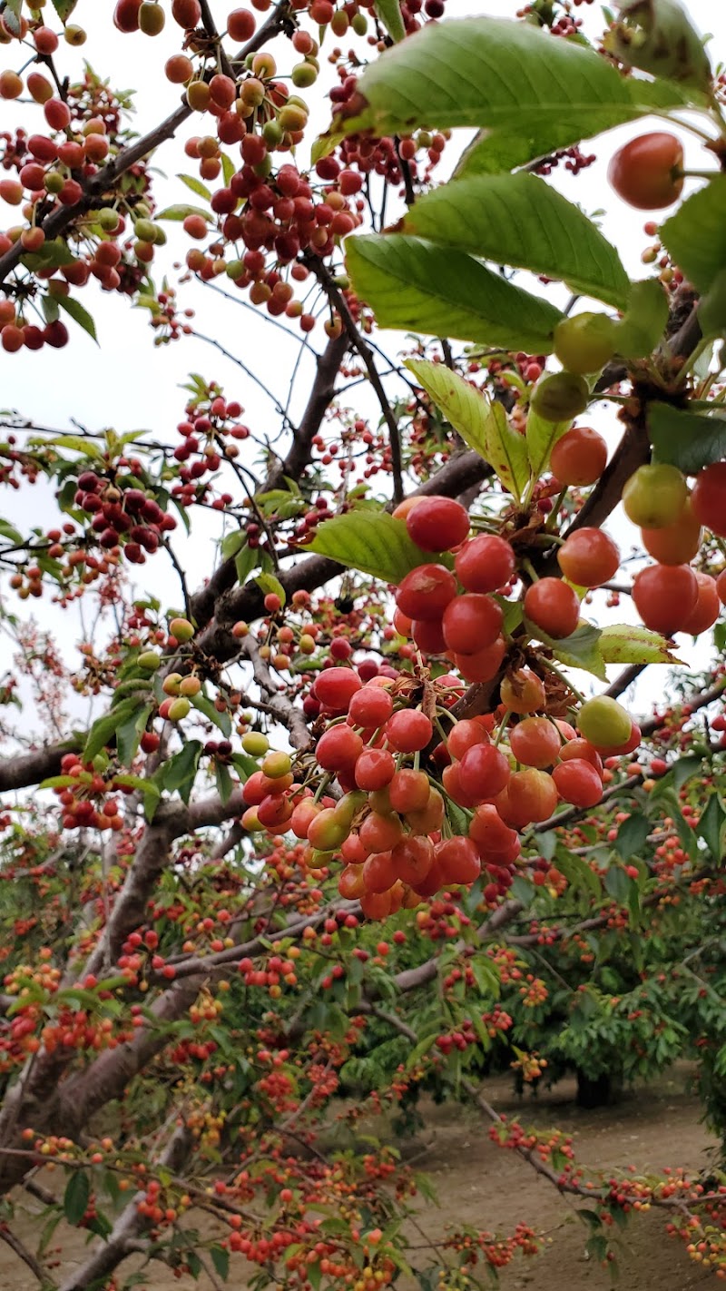 U PICK Cherries photo 5