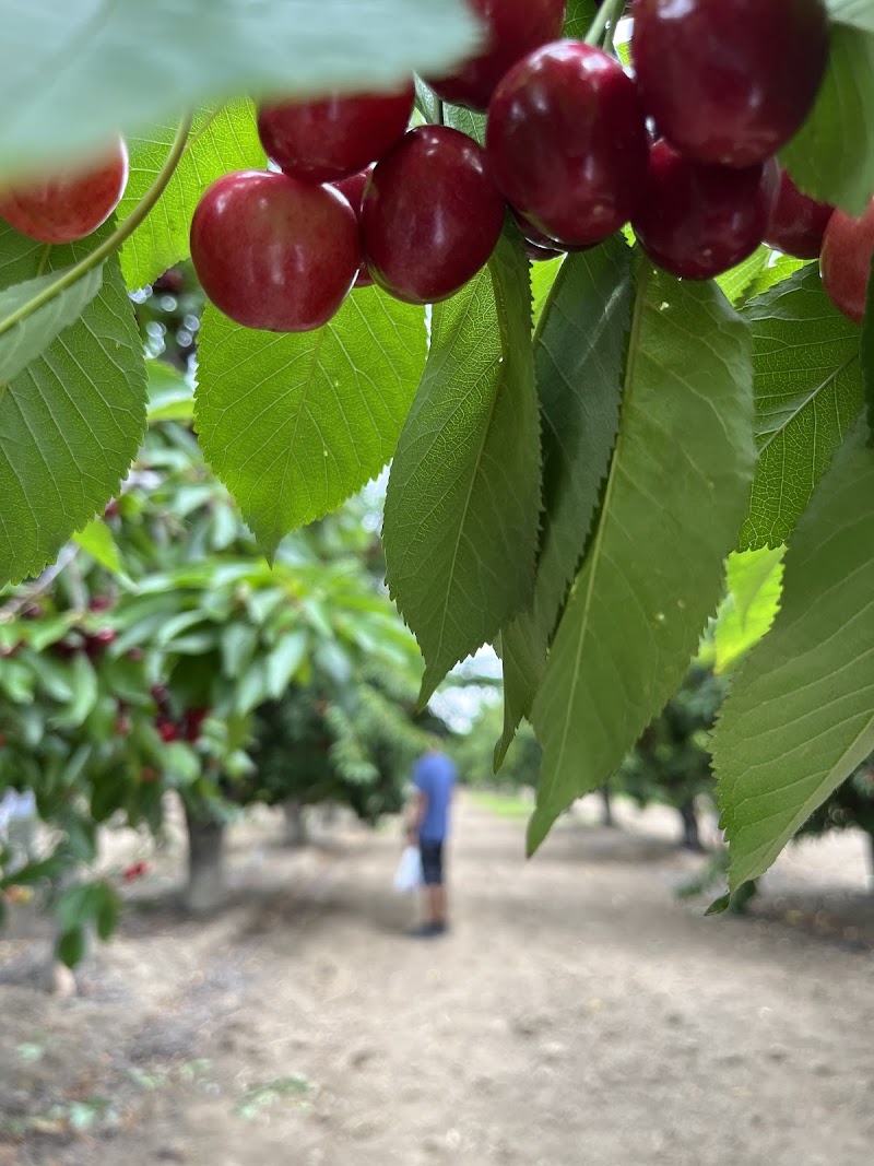 Photo of U PICK Cherries