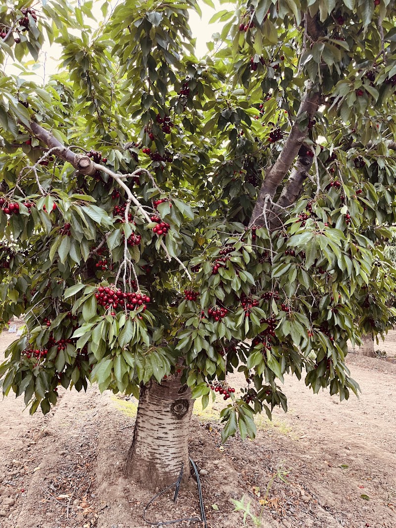 U PICK Cherries photo 4