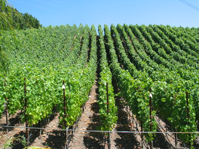 Clouds Rest Vineyards photo 2
