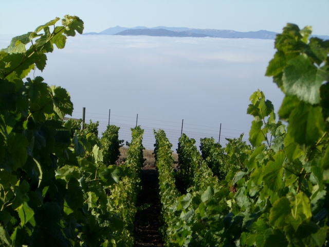 Photo of Clouds Rest Vineyards