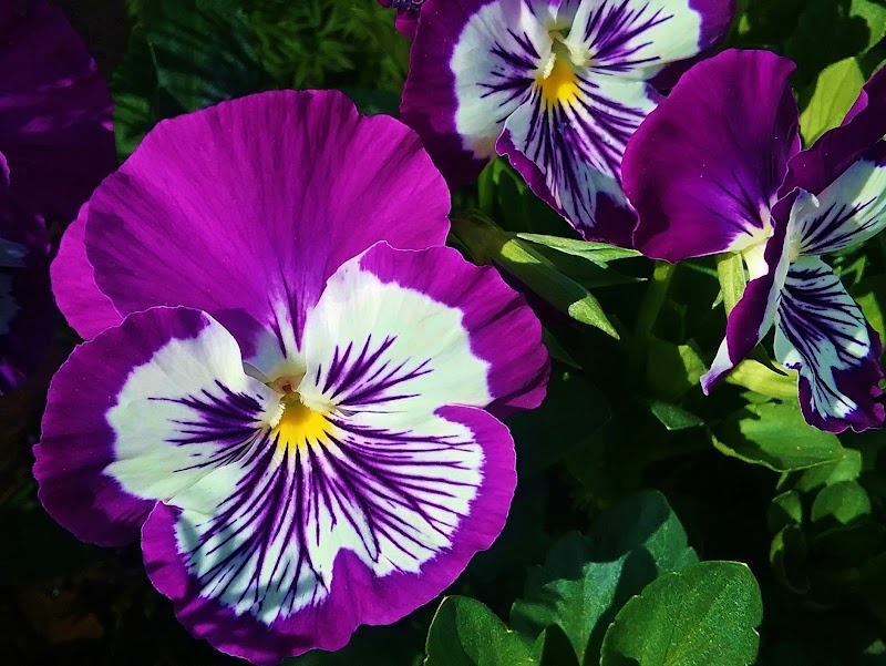 The Gardening Tutor photo 2