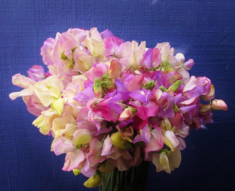 The Gardening Tutor photo 3