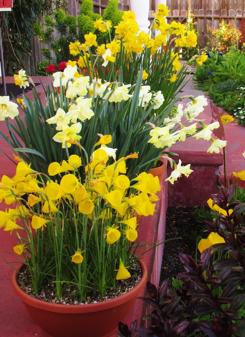 The Gardening Tutor photo 5