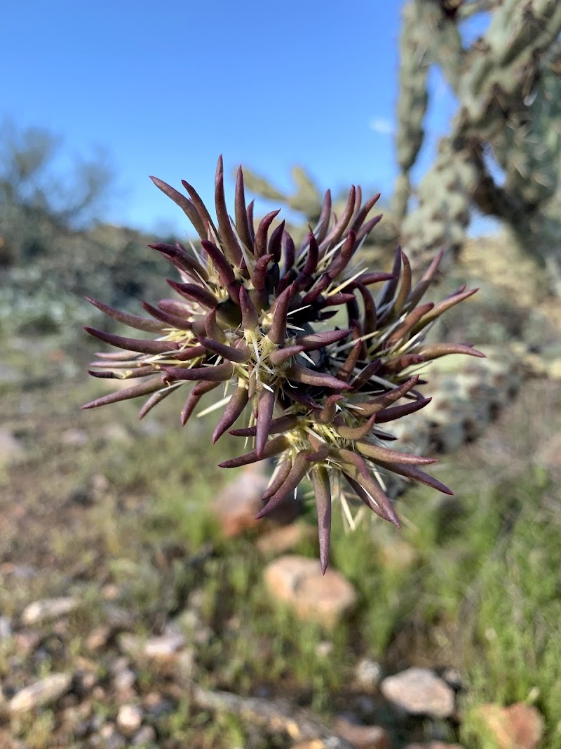 Gateway Trailhead - McDowell Sonoran Preserve photo 5