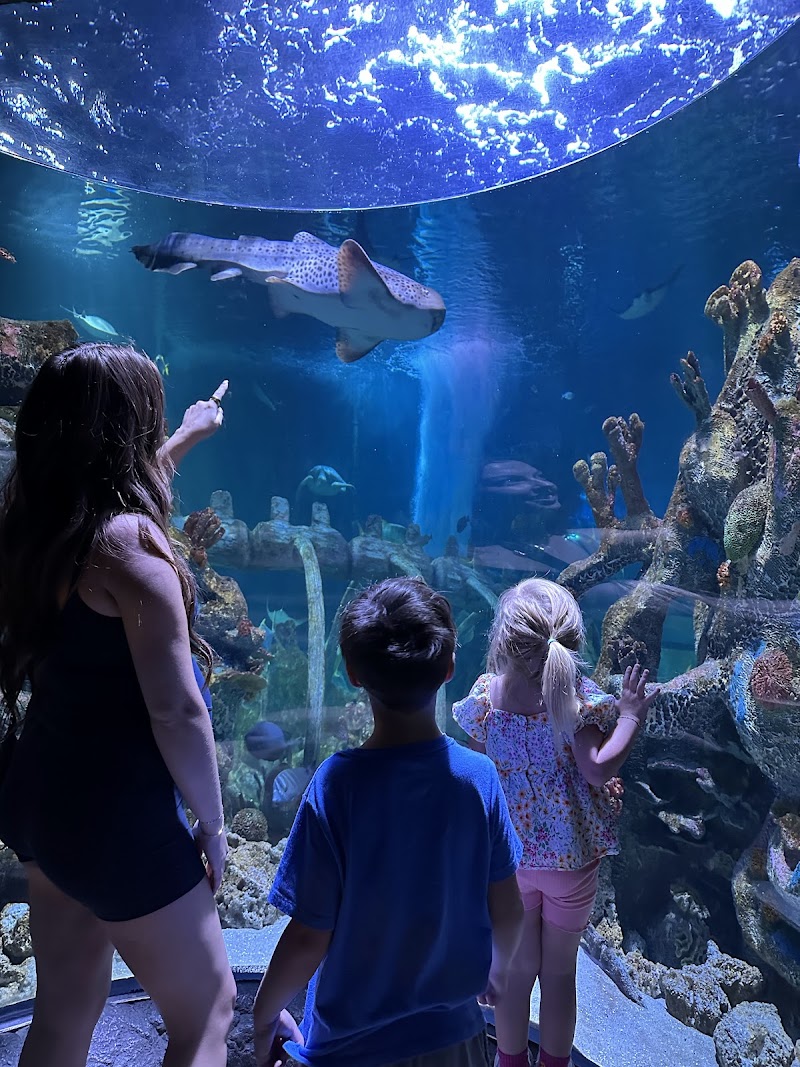 SEA LIFE Arizona Aquarium photo 2