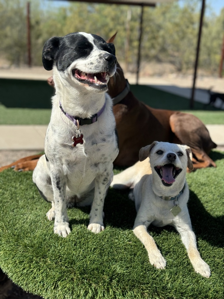 Photo of Camp Jimmydog