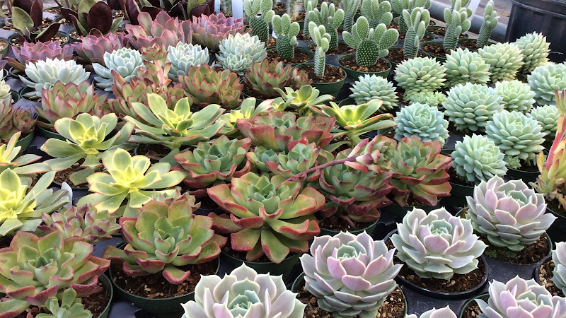 Evergreen Farm 2 photo 2