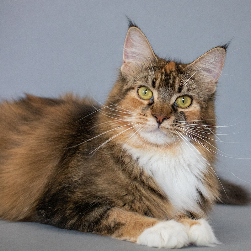 MousseeCoons Maine Coon Cattery photo 3