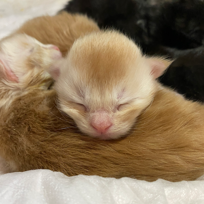 MousseeCoons Maine Coon Cattery photo 4