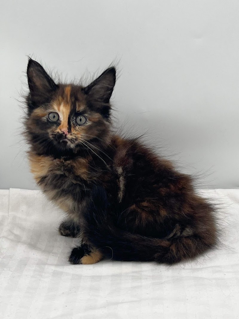 MousseeCoons Maine Coon Cattery photo 2
