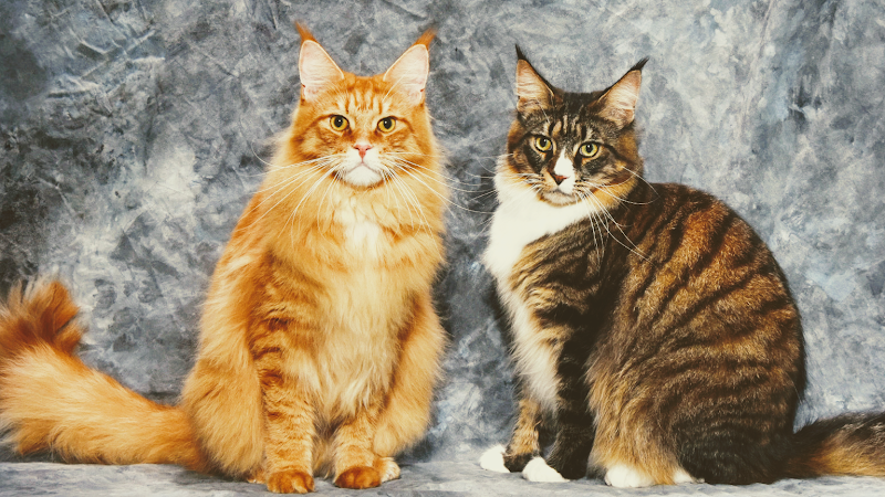 Photo of MousseeCoons Maine Coon Cattery