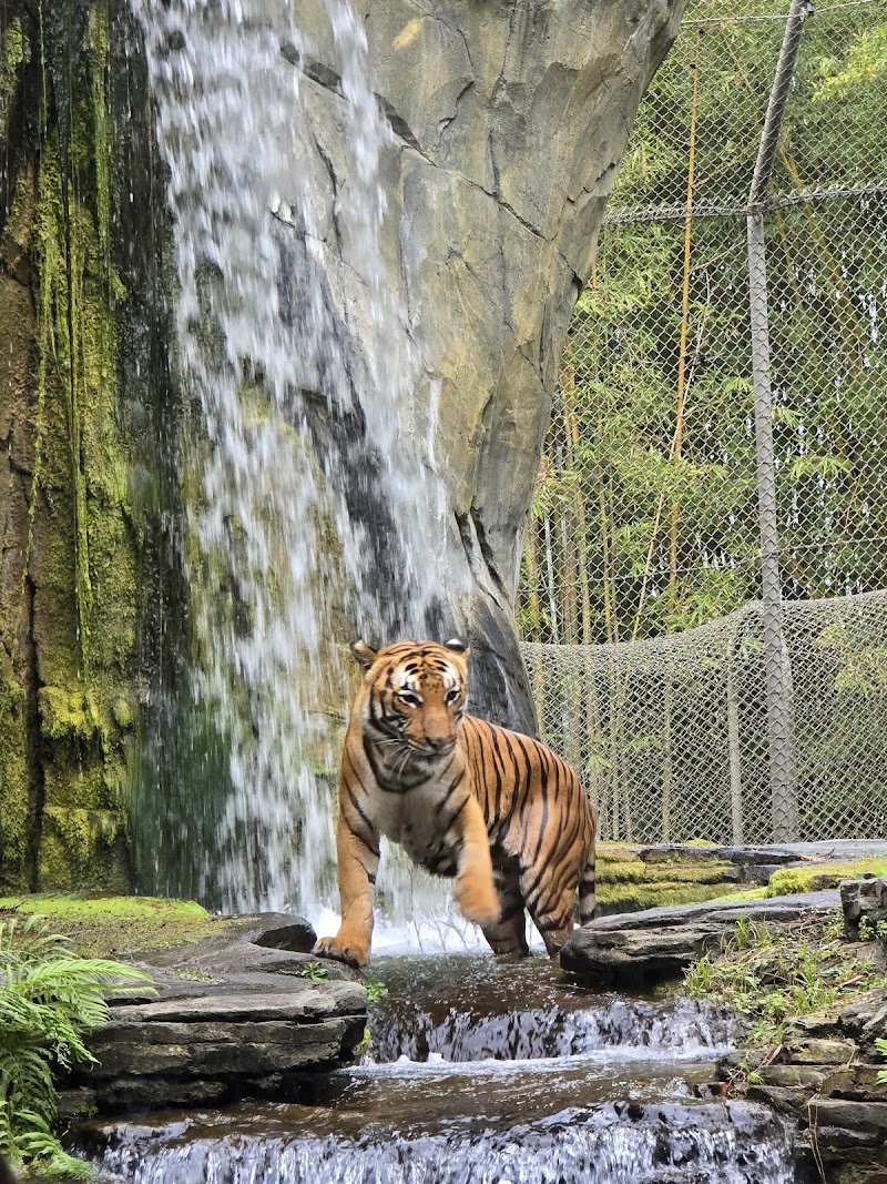 Jacksonville Zoo and Botanical Gardens photo 3