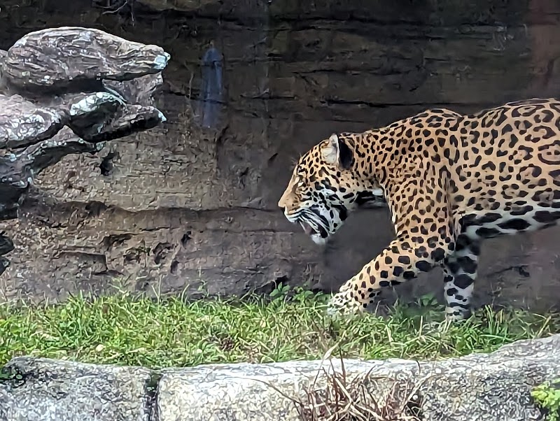 Jacksonville Zoo and Botanical Gardens photo 4