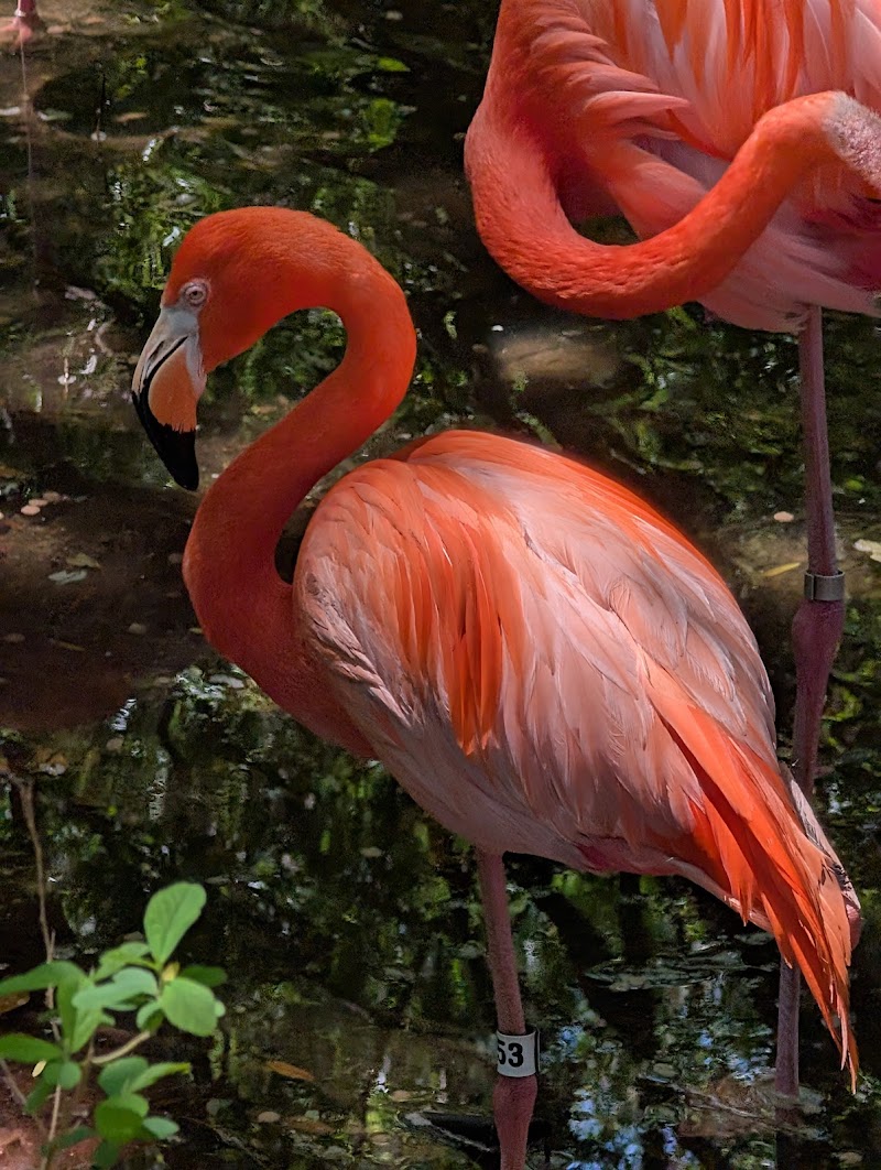 Jacksonville Zoo and Botanical Gardens photo 2