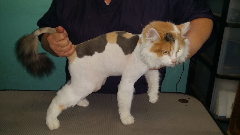 Low Cost Grooming photo 5