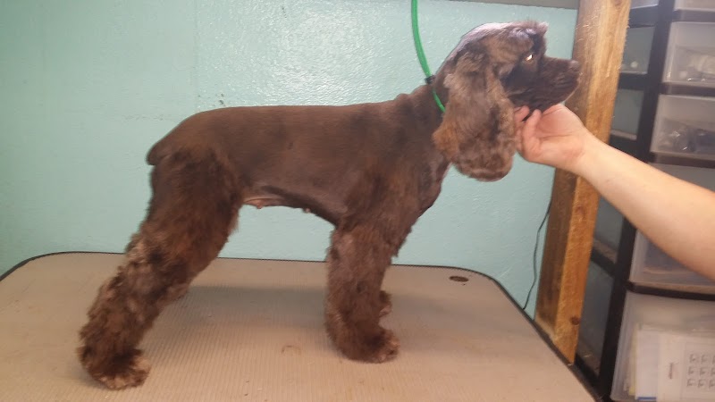 Low Cost Grooming photo 2