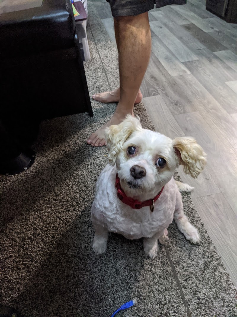 Low Cost Grooming photo 4