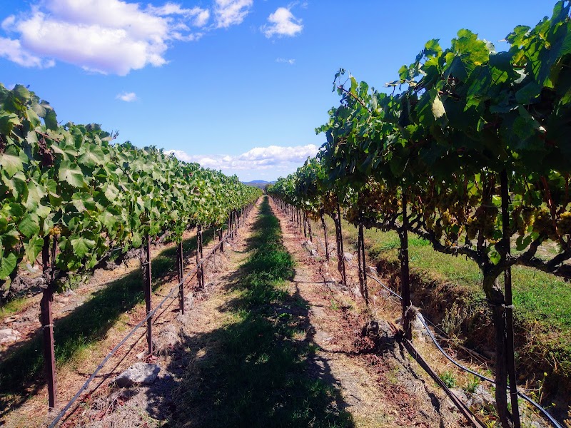 Larson Family Winery photo 5