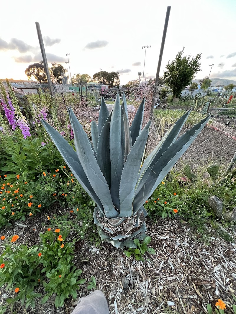 San Bruno Community Garden photo 2