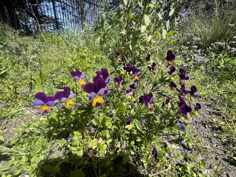 Golden Gate Park Community Garden photo 4