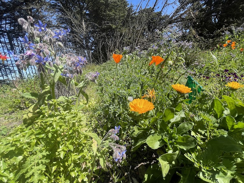 Photo of Golden Gate Park Community Garden
