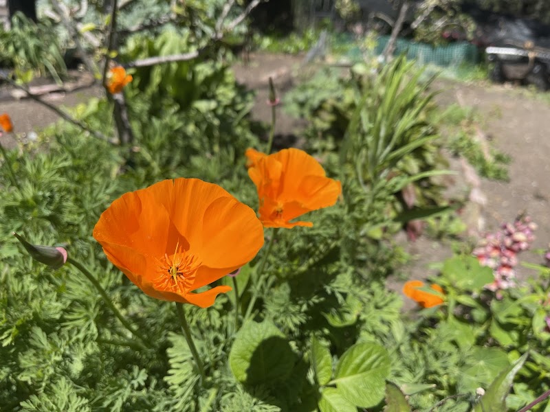 Golden Gate Park Community Garden photo 3