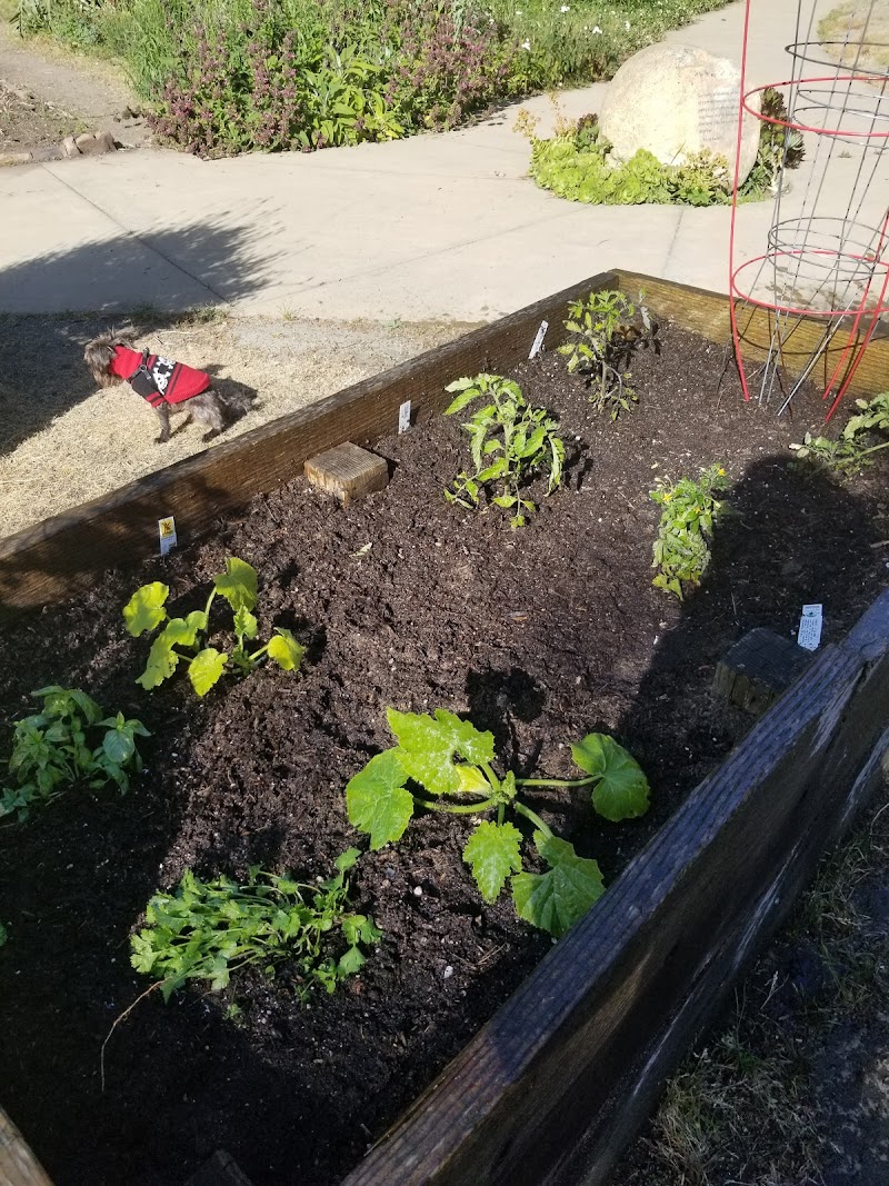 Golden Gate Park Community Garden photo 2