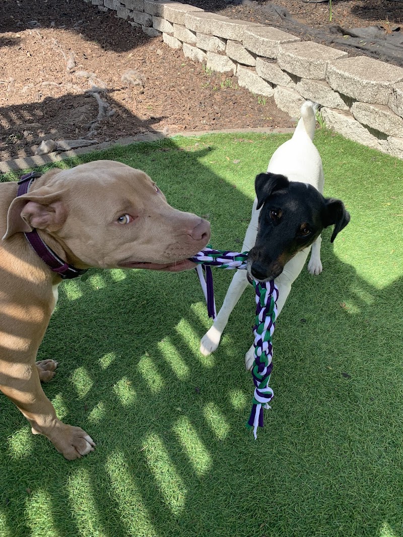 Photo of Those Dog Gone Sisters