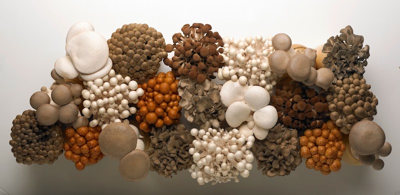 Photo of Gourmet Mushrooms Inc - Mycopia