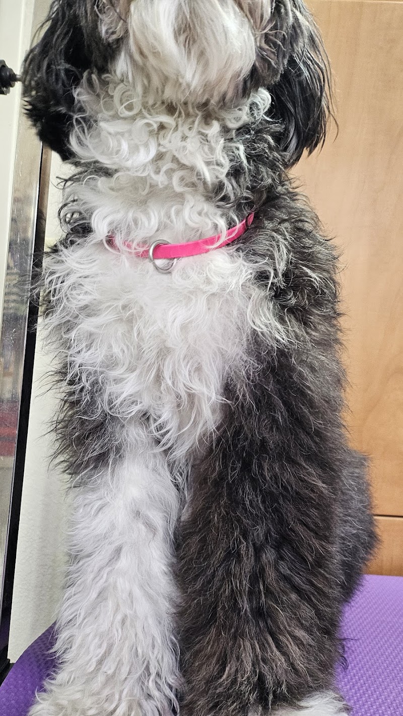Wet Paws Pet Spa photo 4