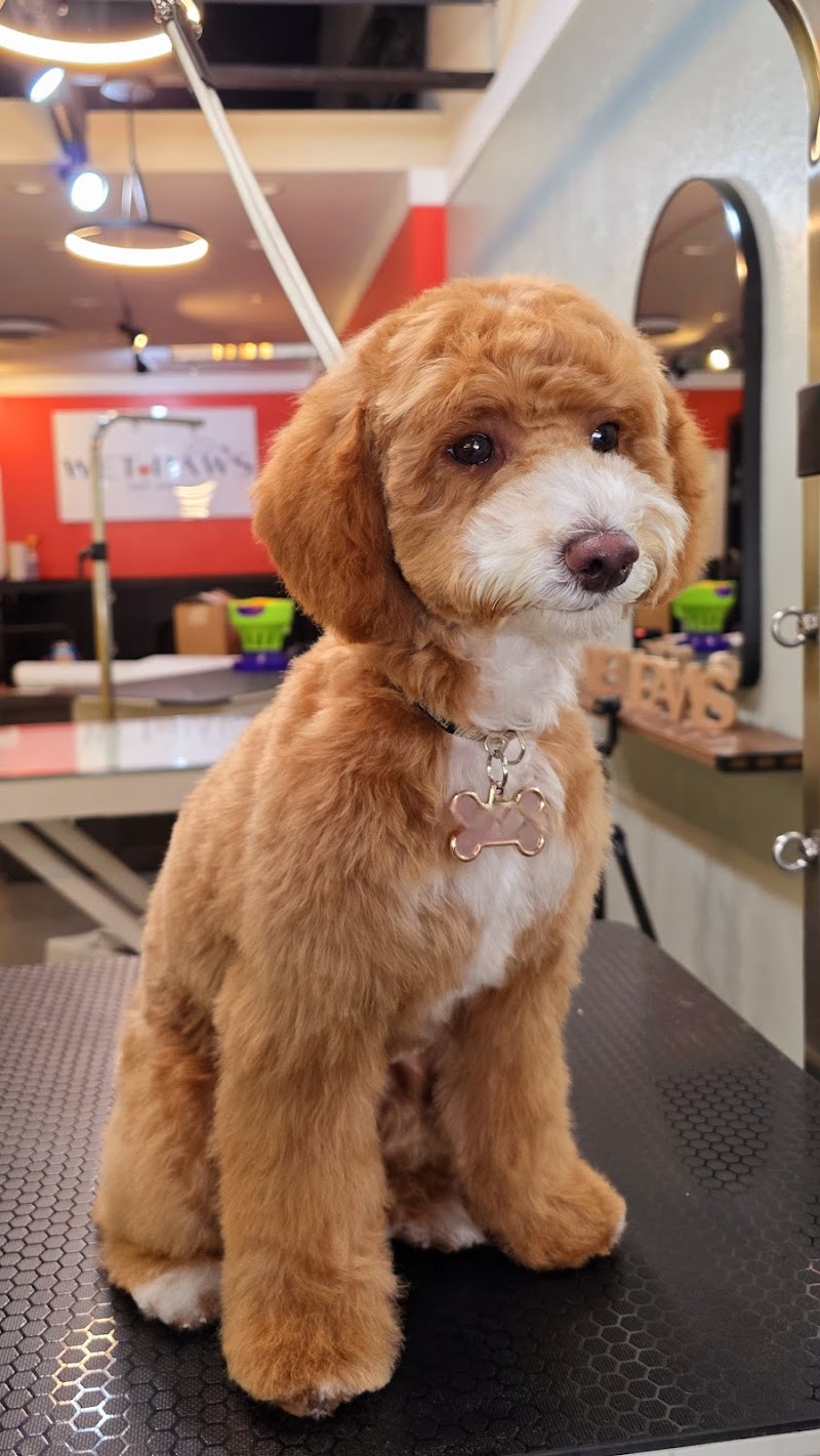 Wet Paws Pet Spa photo 5