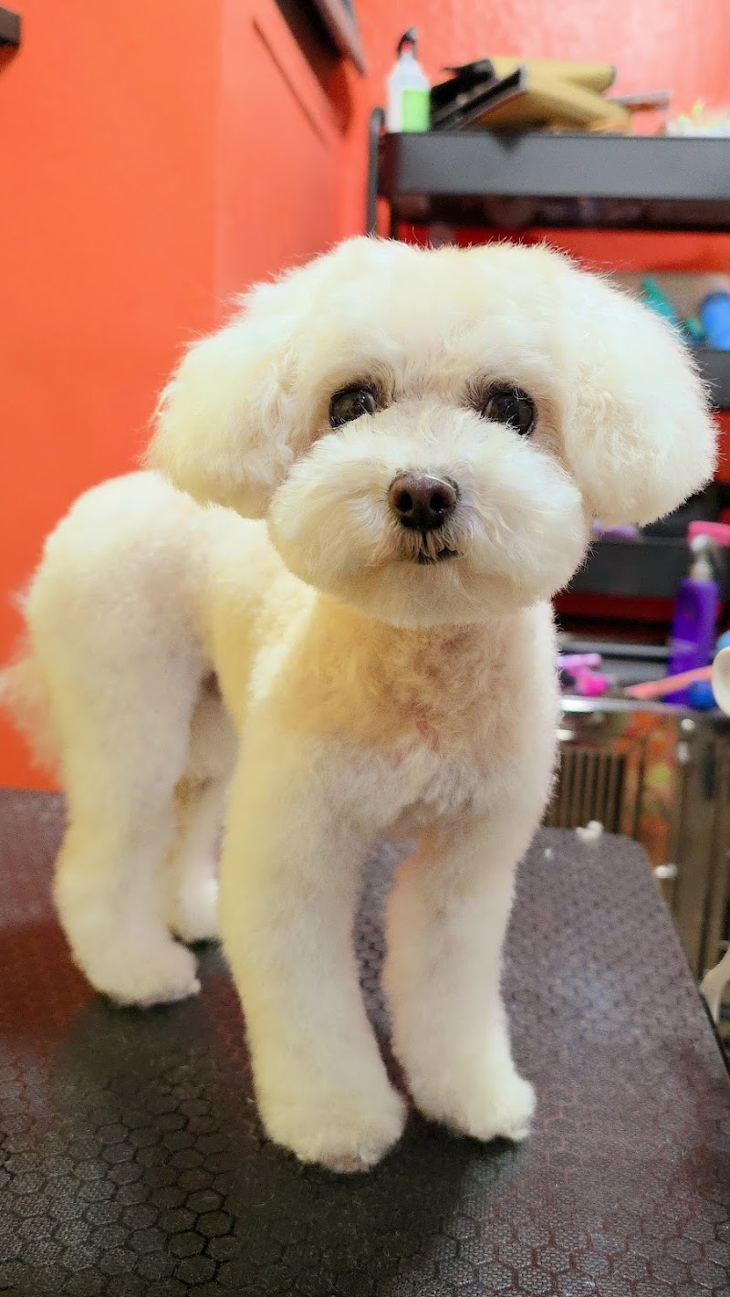 Wet Paws Pet Spa photo 2