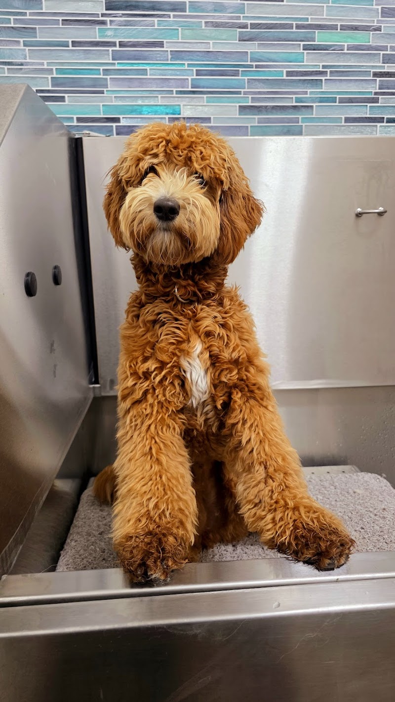 Photo of Wet Paws Pet Spa